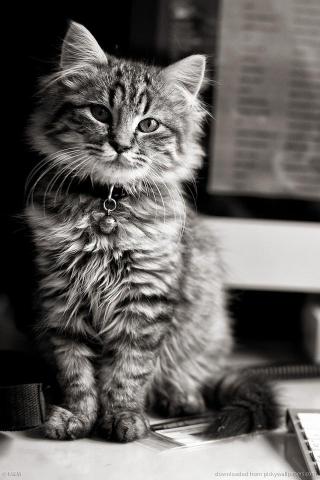Cat Wallpaper For iPhone 3d