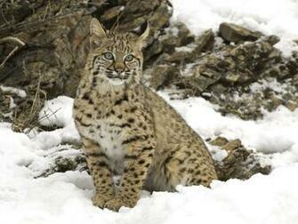Bobcat 3d Wallpaper