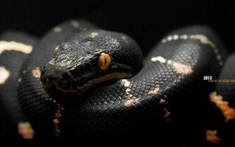 Year Of The Black Snake Desktop Pc And Mac Wallpaper