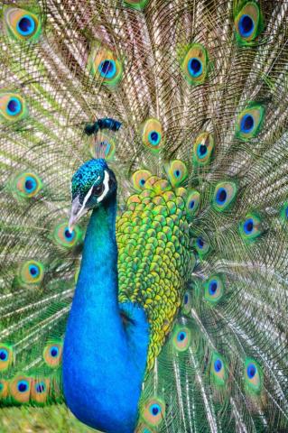 Peacock Pictures HD Image