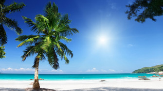 Palm Tree 4k Ultra HD Wallpaper