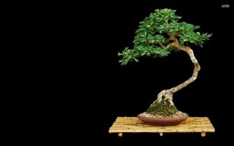 Bonsai Background HD Background Backgroundmachine