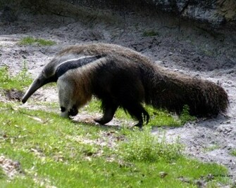 Anteater Wallpaper Jpg