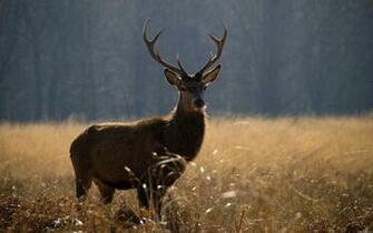 Deer Wild Animal Image High Resolution Wallpaper