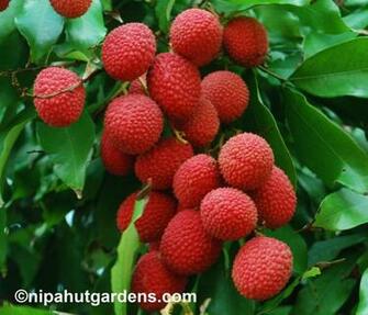 Fruits Wallpaper For Desktop Background HD