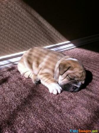 Cute Dog Names Gif Puppy Wallpaper