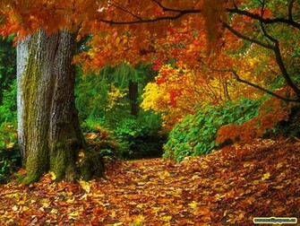 Desktop Wallpaper Fall