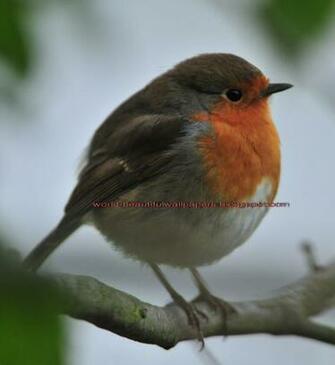 Beautiful Wallpaper Robin Bird