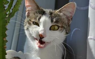 Funny Face Cat Wallpaper Animal