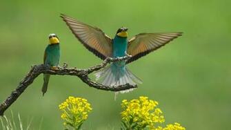 Wildbirds Wallpaper Venus