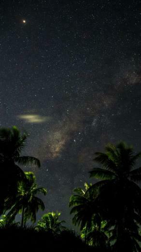 Starry Sky Palm Trees Branches Leaves Night Wallpaper