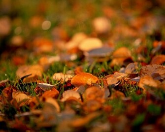Fall Color Autumn Wallpaper No Desktop