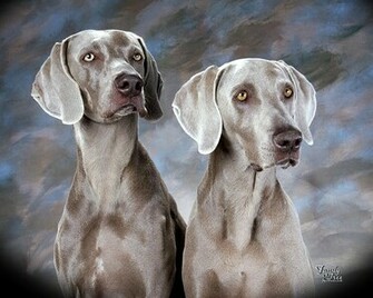 Owning A Weimaraner The Dog Wallpaper Best