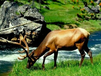 3d Wallpaper HD Animals