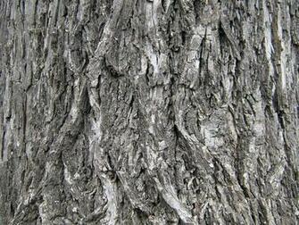 Textures Bark Wallpaper Texture