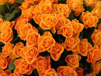 Orange Flowers Wallpaper