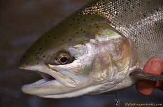 Screen Savers And Background Fly Fishing Portraits