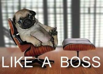 Un Entrenamiento Con Elky Y Paquete Wcoop De Like A Boss