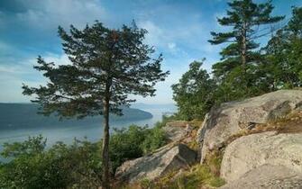 Wallpaper Pine Lake Rock George State Of New