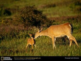 White Tailed Deer Picture Desktop Wallpaper
