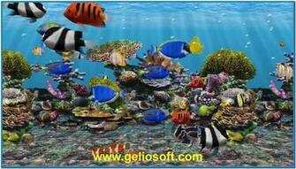 Fish Screensaver HD Walls Find Wallpaper