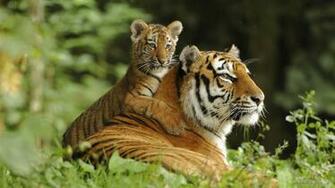 Siberian Tiger Wallpaper Pictures Image