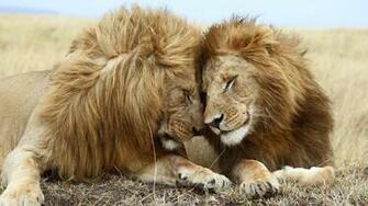 Published March At In Lion Wallpaper HD 1080p
