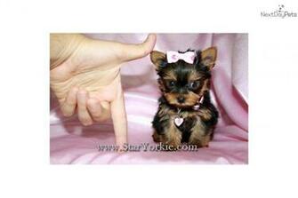 Teacup Yorkie Puppies Background Dogbreedswallpaper