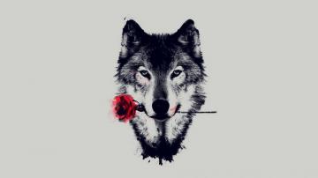 Lone Wolf Wallpaper Animals Abstract Black And White