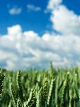 Best Nature Wallpaper For Mobile Cell Phones
