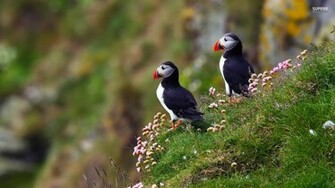 Puffin Wallpaper