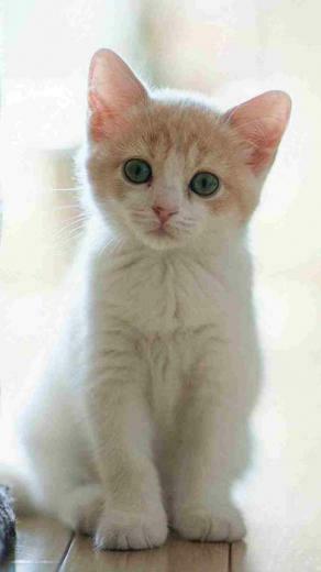 Cute Cats Pics HD Cat Wallpaper For
