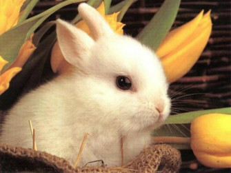 Cute Bunnies Wallpaper