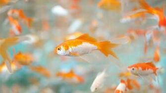 Lyudmila Parkhomchuk On Beautiful Wallpaper Goldfish