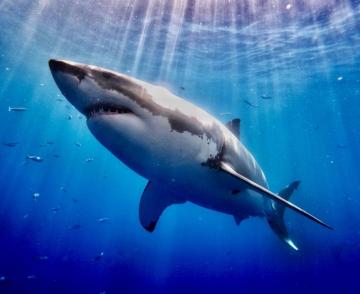 Andy Casagrande On If I Was A Great White Shark
