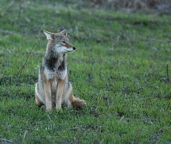 Learn Protect Your Pets And Property From Coyotes Butler