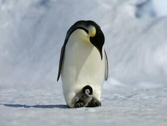 Cute Penguin Image Pictures New Full HD Photoshoots