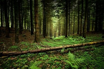 Desktop Fun Cool Forest Wallpaper
