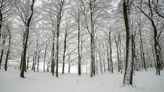 Wallpaper Tree Snow Winter Aspen In