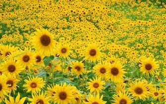 Sunflower Wallpaper Desktop