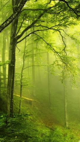 Beautiful Green Forest iPhone Wallpaper