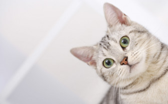 Cat Wallpaper For Desktop