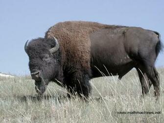 Background Collections Bison Wallpaper