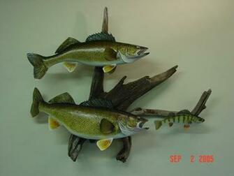 Walleye Wallpaper