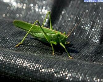Grasshoppers Wallpaper HD