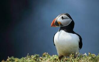 Stunning HD Puffin Bird Wallpaper HDwallsource