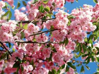 Pink And Blue Sky Flowers Wallpaper Image