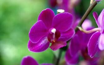 Purple Orchid Drawing Wallpaper