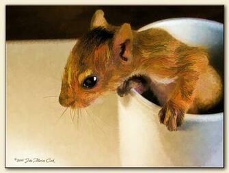 Baby Squirrel Wallpaper Zipper The