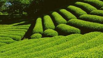 Green Nature Farm Screensaver HD Wallpaper For Desktop Background